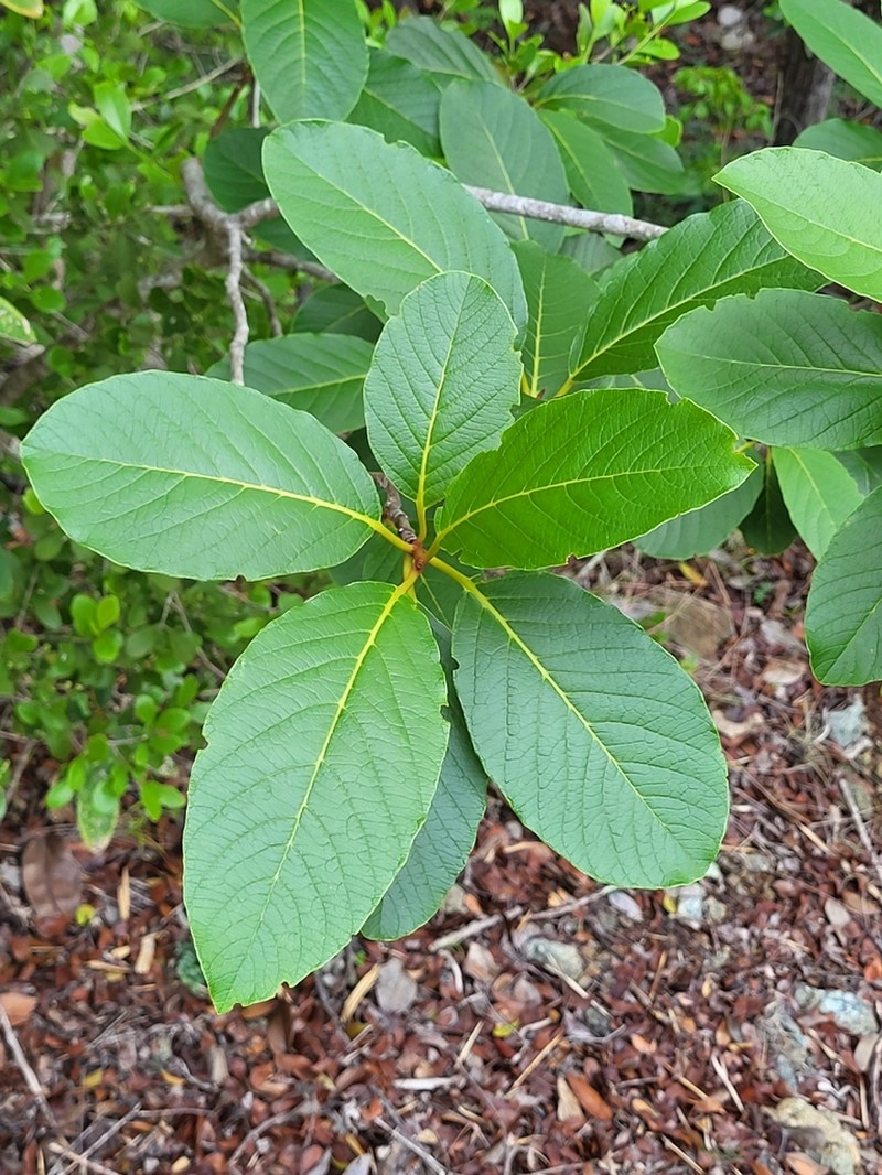 Taino Pisonia photo 8