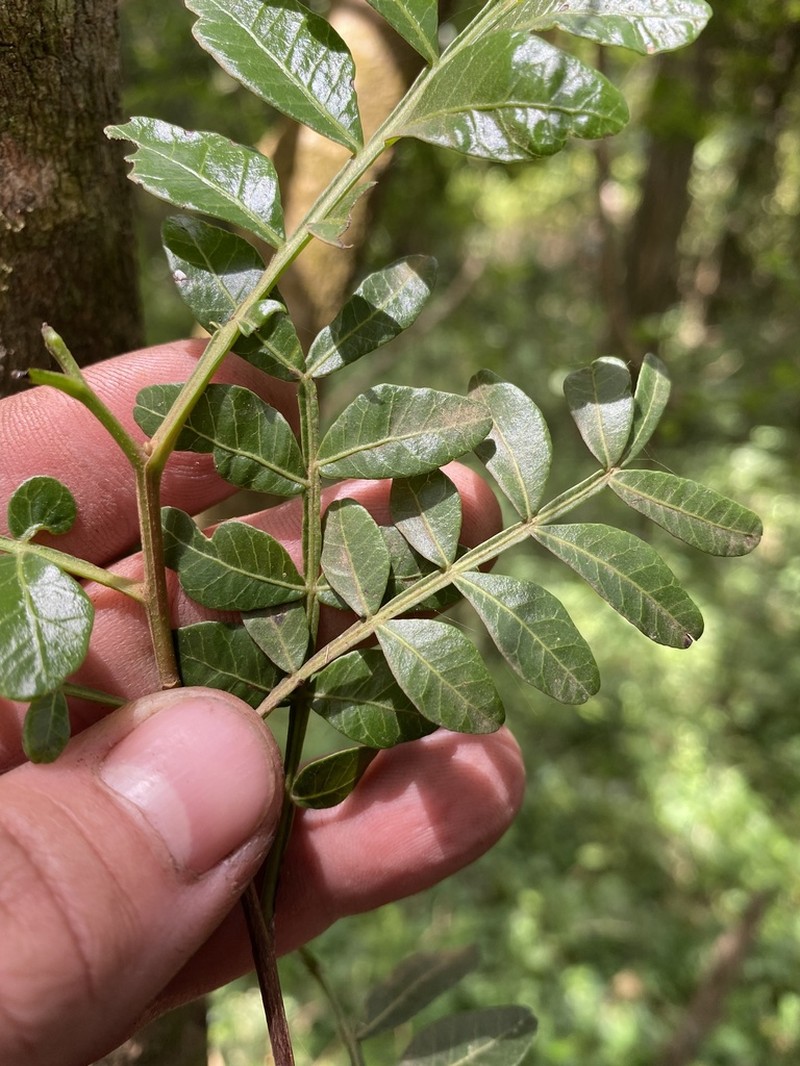 Pistacia aethiopica