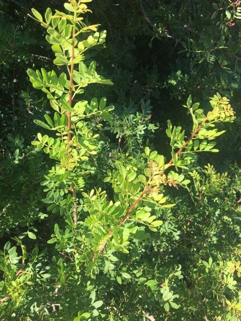 Pistacia aethiopica photo 2