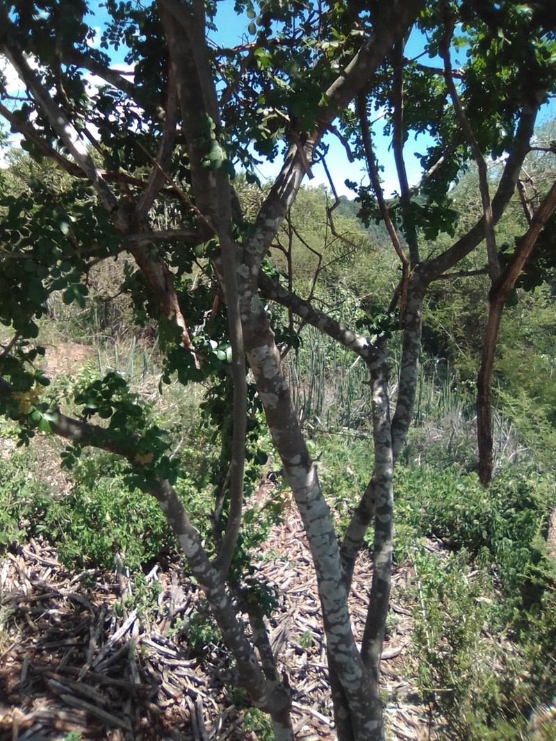 Pistacia aethiopica photo 3
