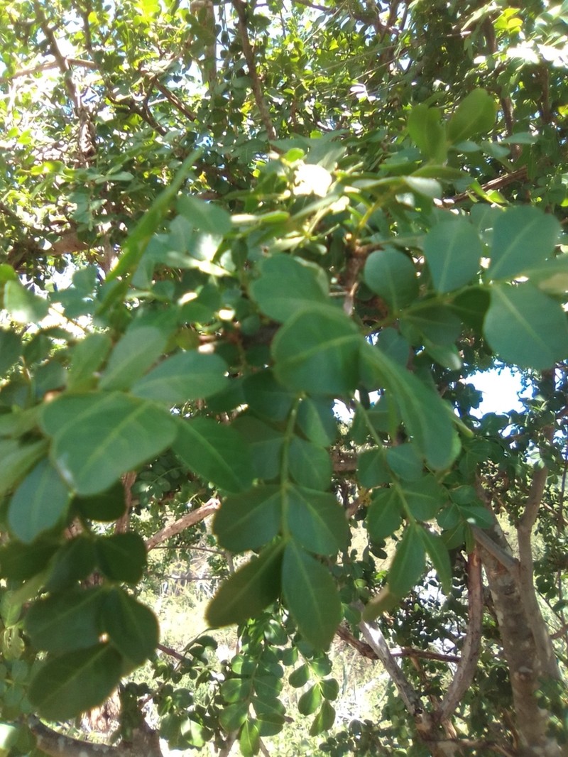 Pistacia aethiopica photo 5