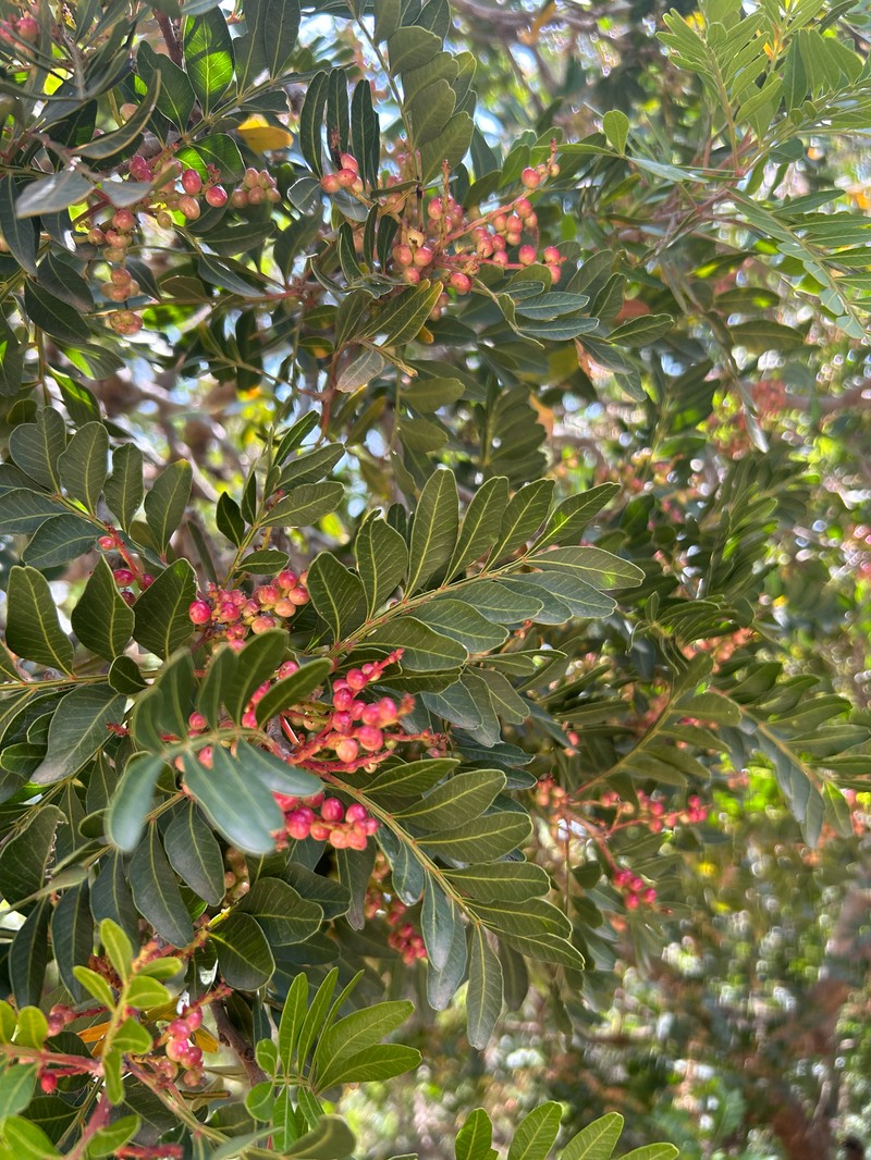 Pistacia aethiopica photo 6