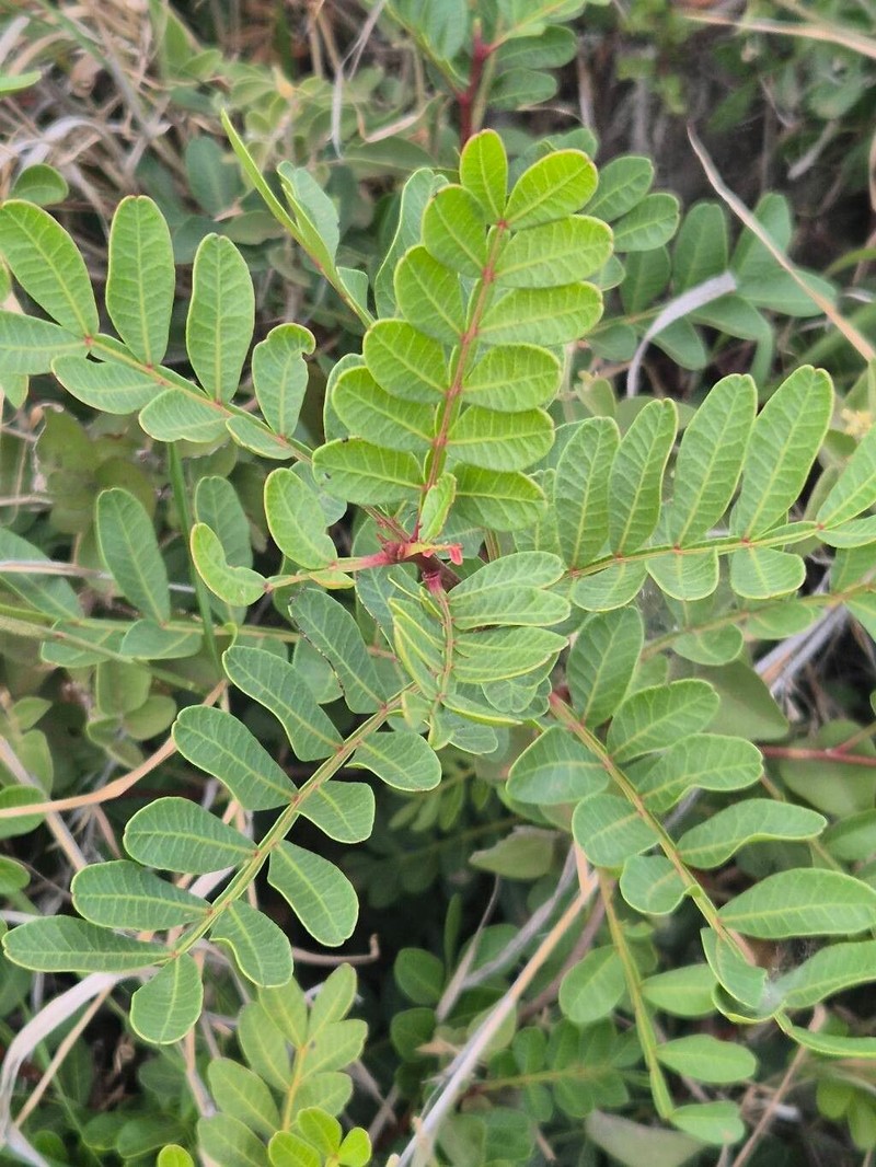 Pistacia aethiopica photo 7