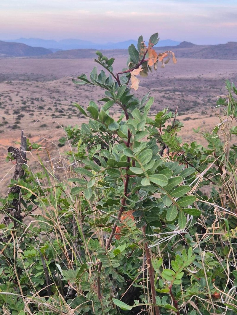 Pistacia aethiopica photo 8