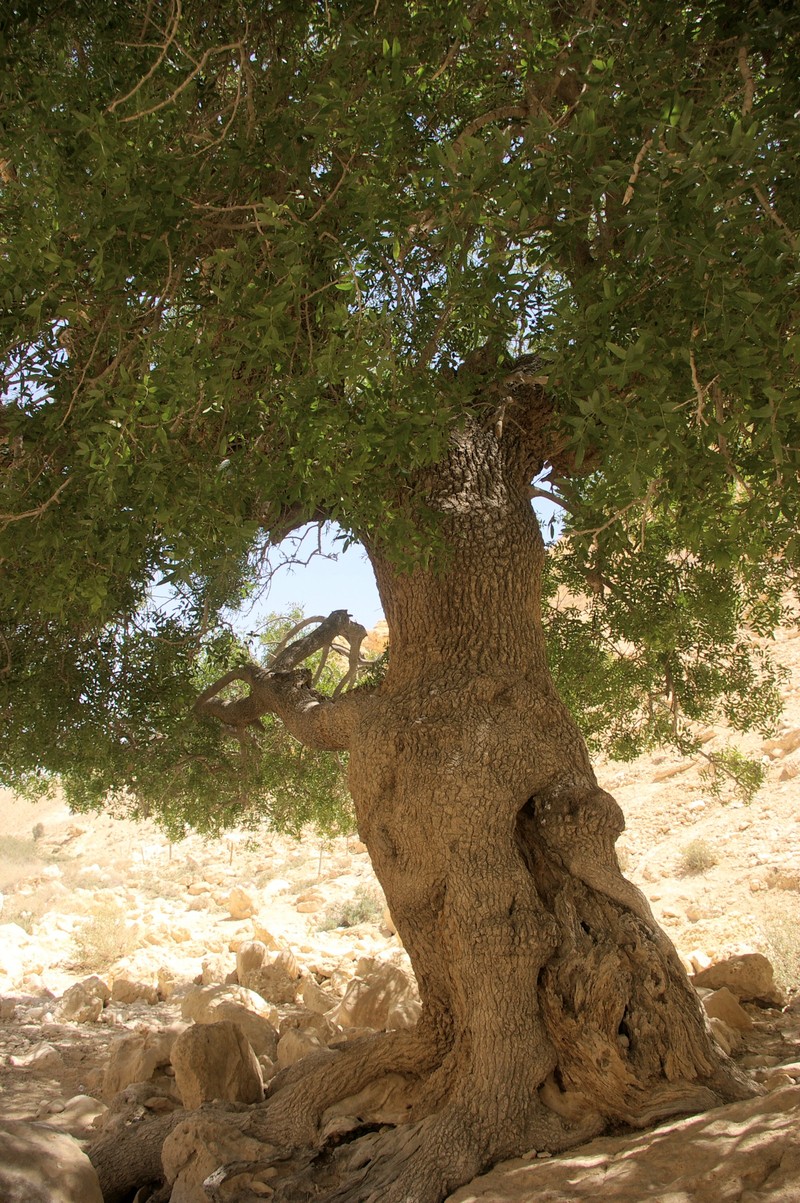 Mt. Atlas Mastic Tree