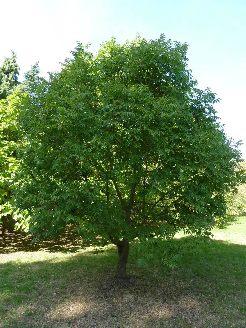 Chinese Pistache photo 2