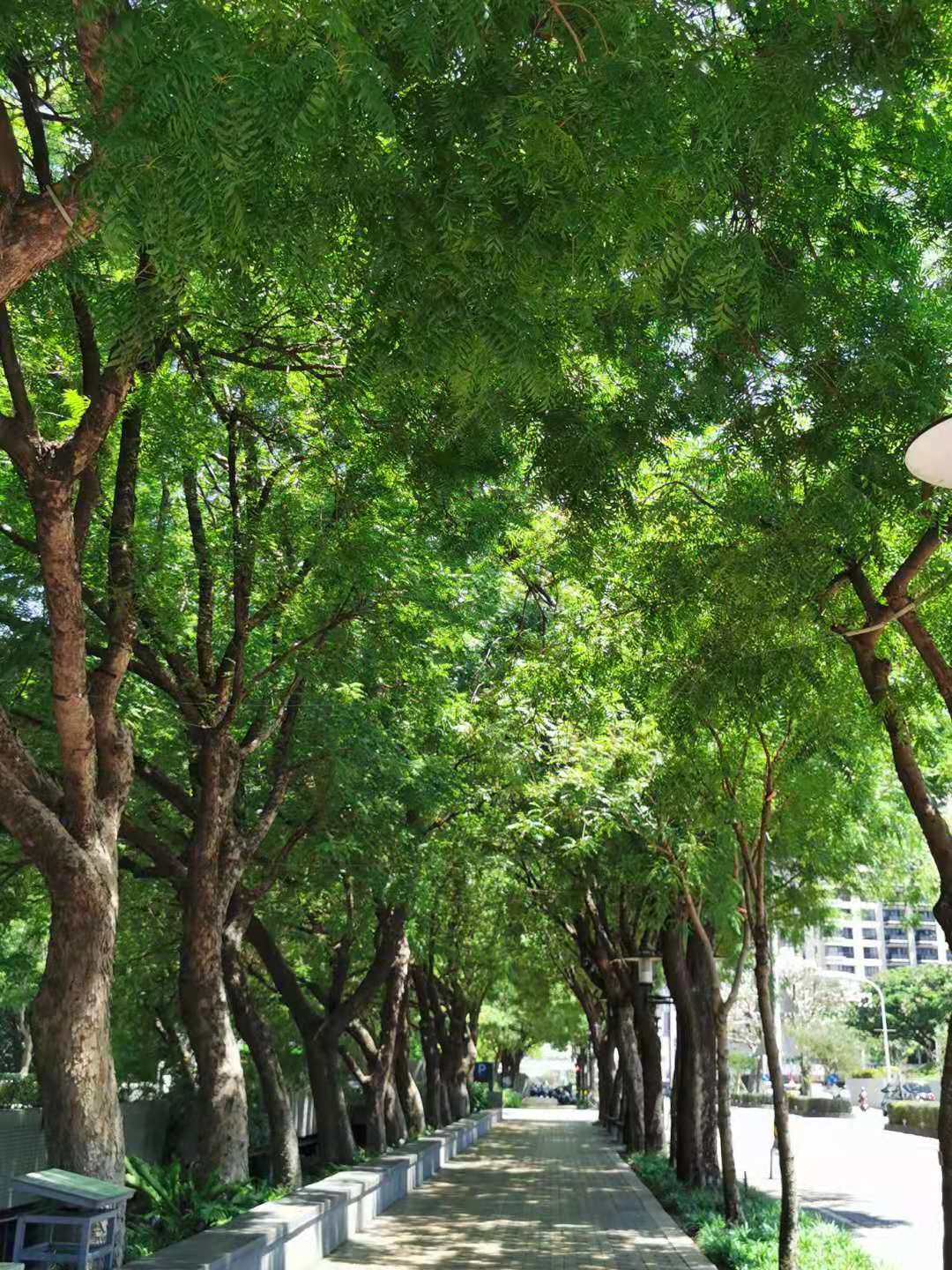 Chinese Pistache photo 6