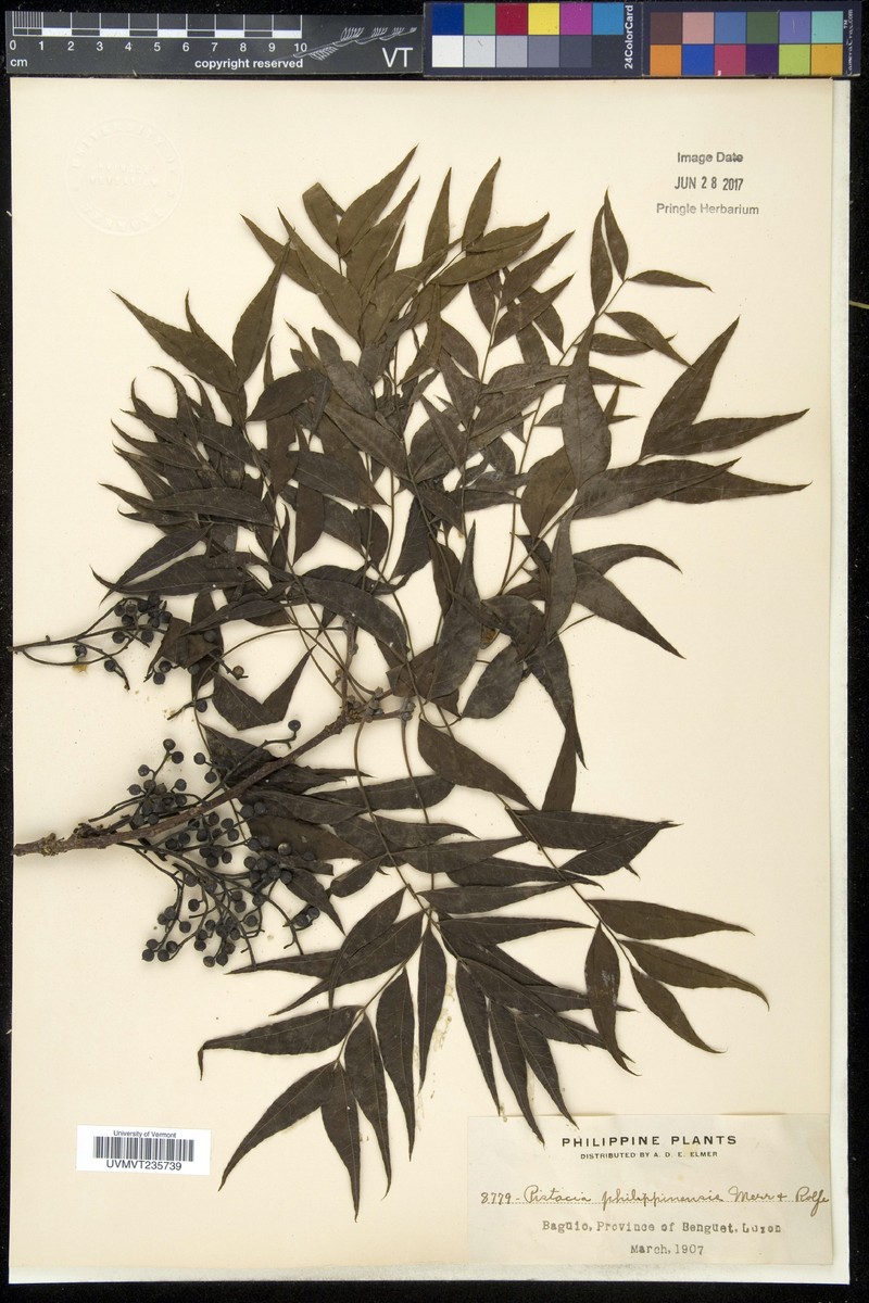 Pistacia chinensis subsp. chinensis