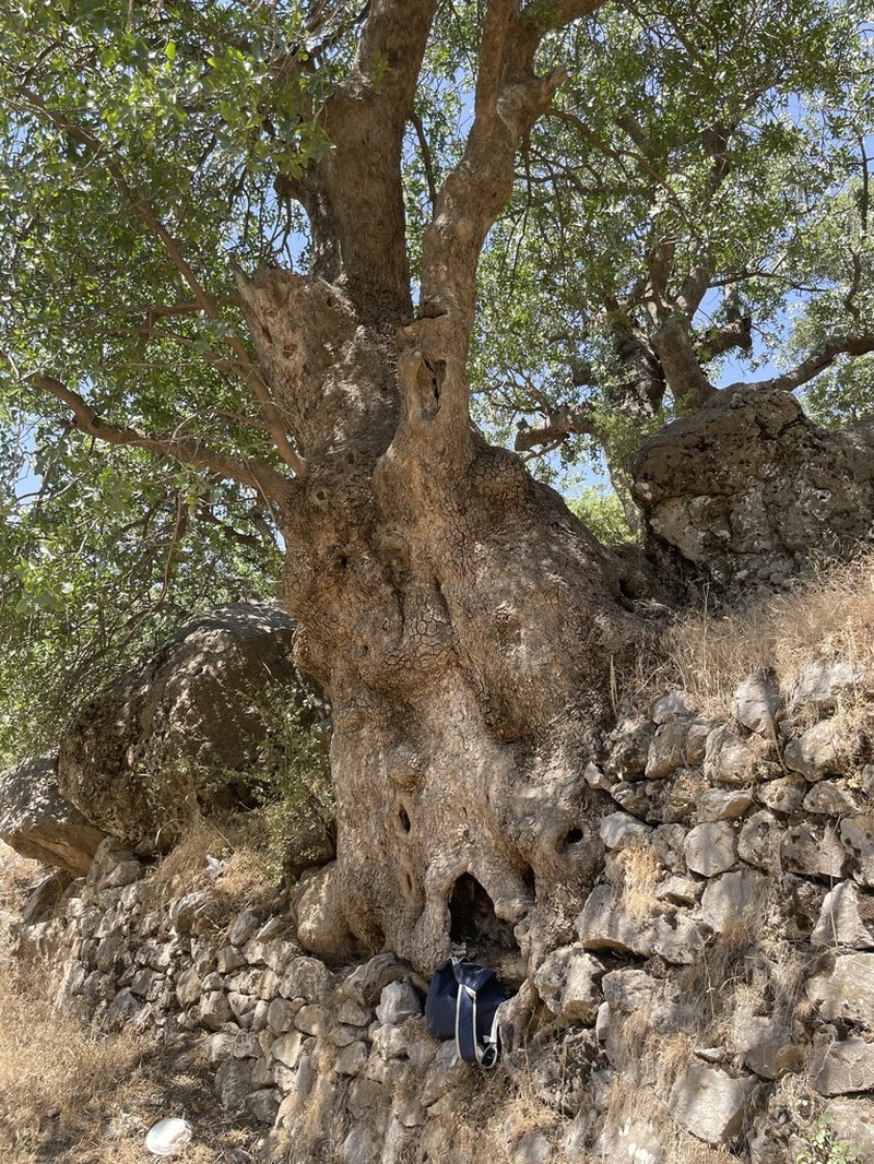 Pistacia eurycarpa