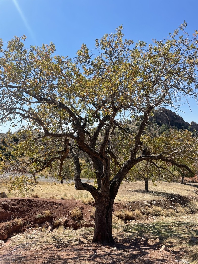 Pistacia eurycarpa photo 2