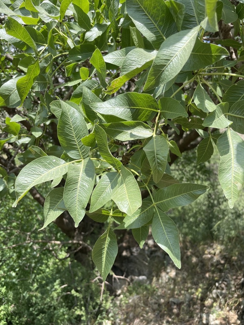 Pistacia eurycarpa photo 4