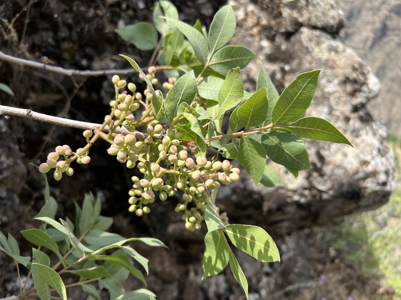Pistacia eurycarpa photo 6