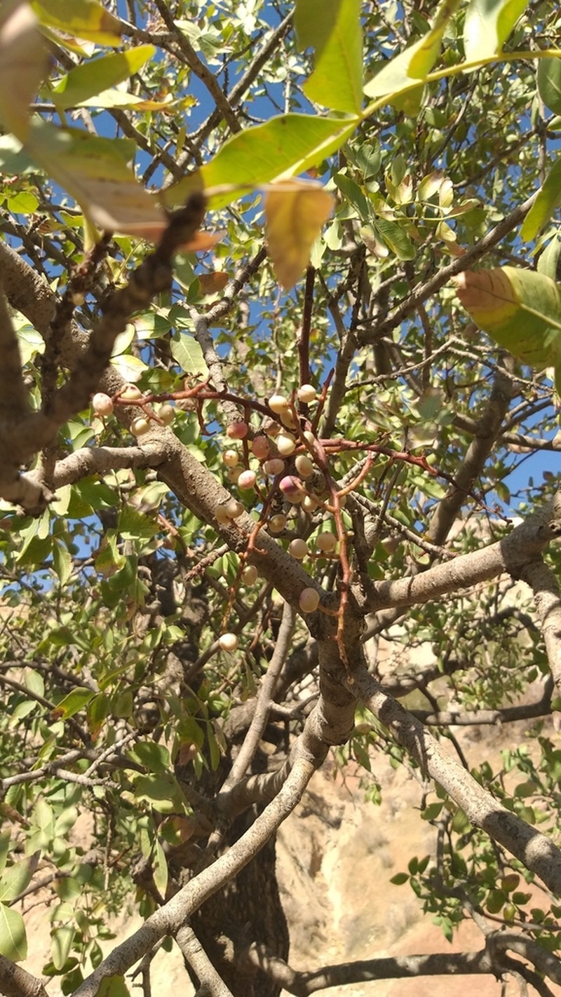 Pistacia eurycarpa photo 7
