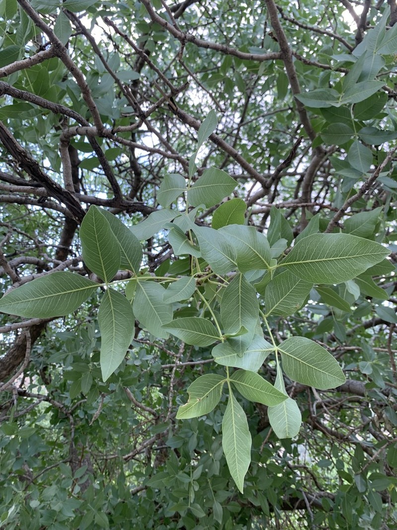 Pistacia eurycarpa photo 8