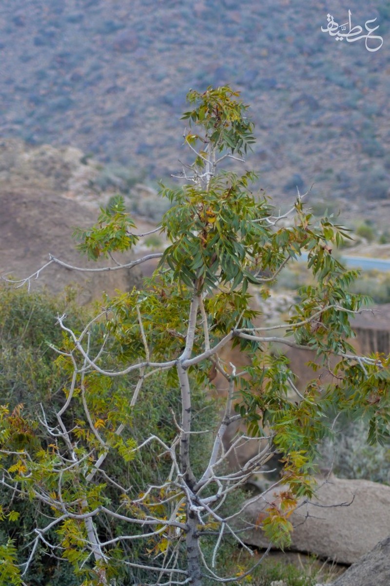 Pistacia falcata photo 2