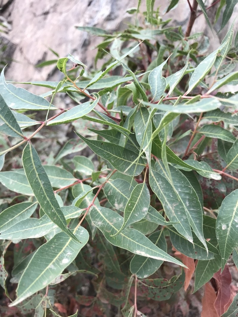 Pistacia falcata photo 3