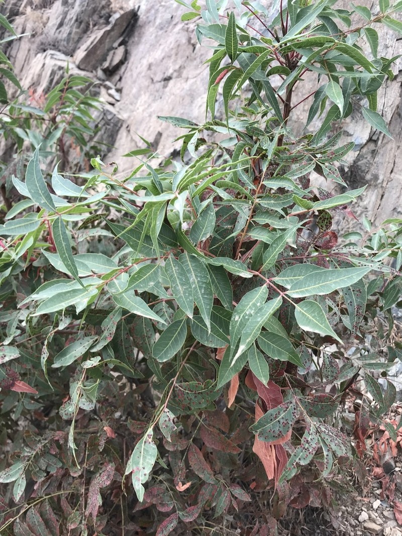 Pistacia falcata photo 4