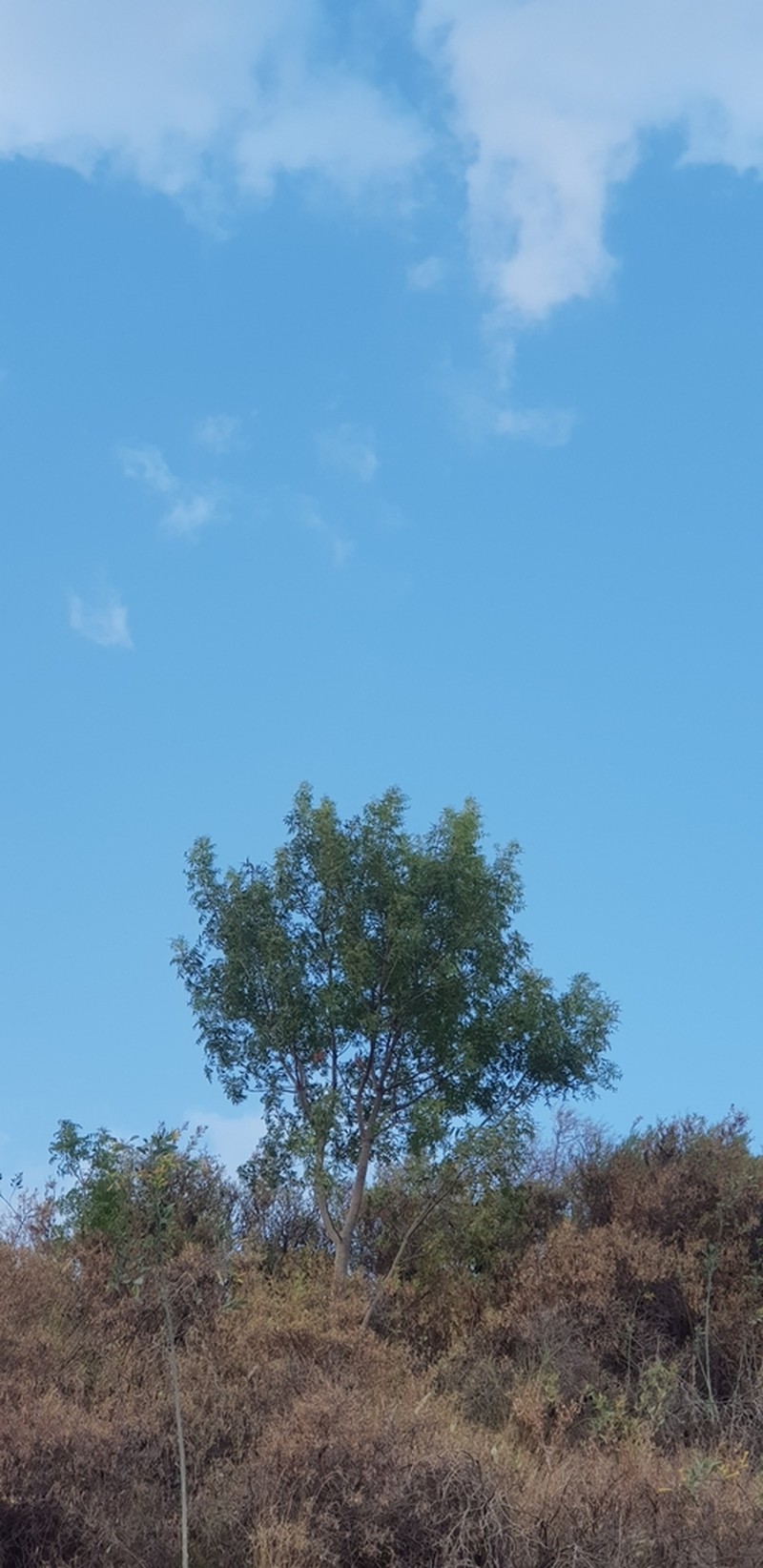 Pistacia falcata photo 5