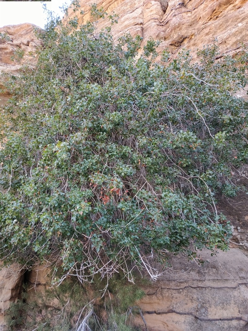 Pistacia khinjuk