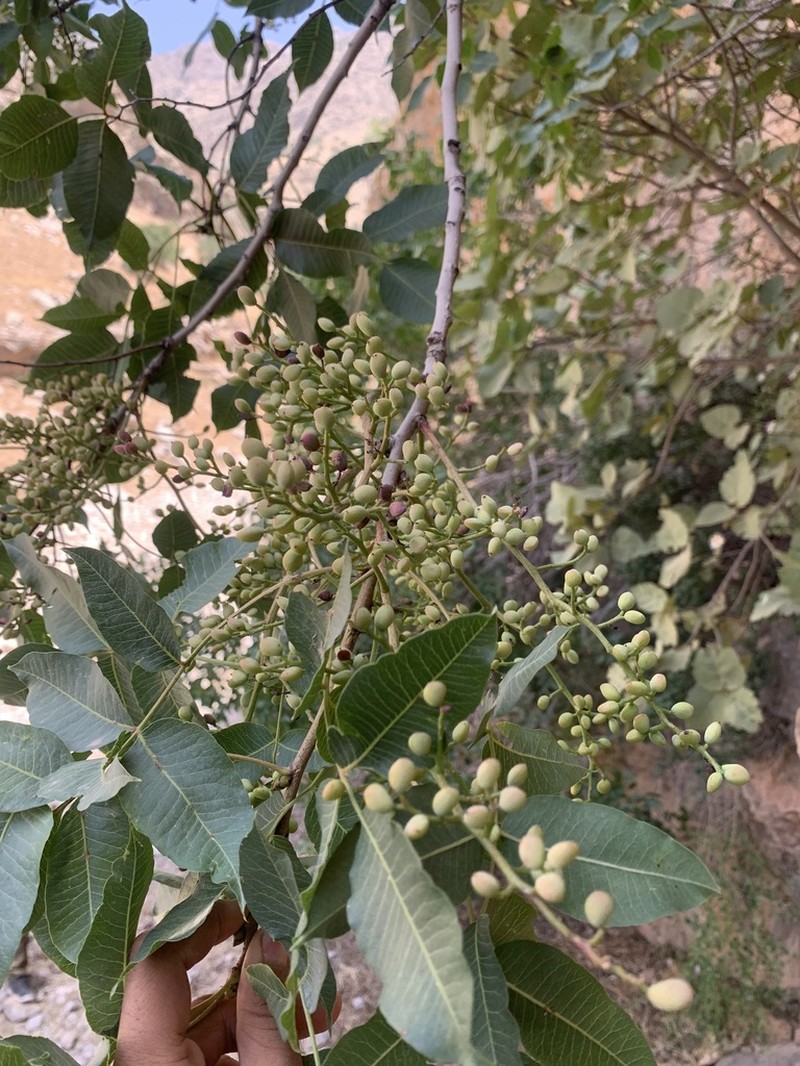 Pistacia khinjuk photo 7
