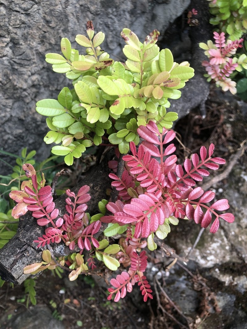 Pistacia weinmanniifolia