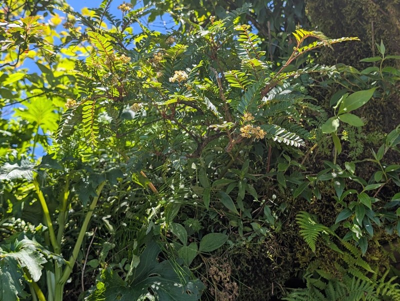 Pistacia weinmanniifolia photo 2