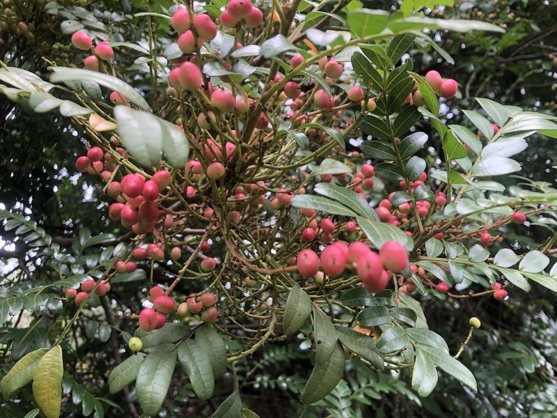 Pistacia weinmanniifolia photo 3