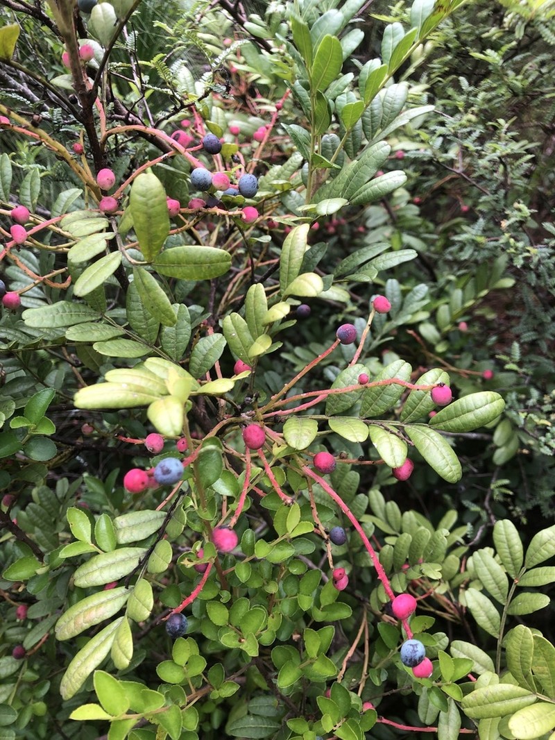 Pistacia weinmanniifolia photo 4