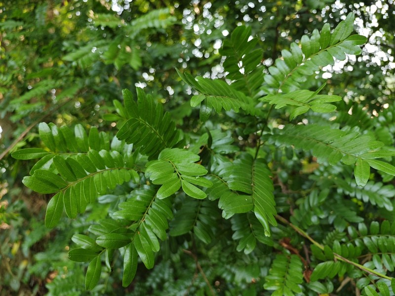 Pistacia weinmanniifolia photo 5