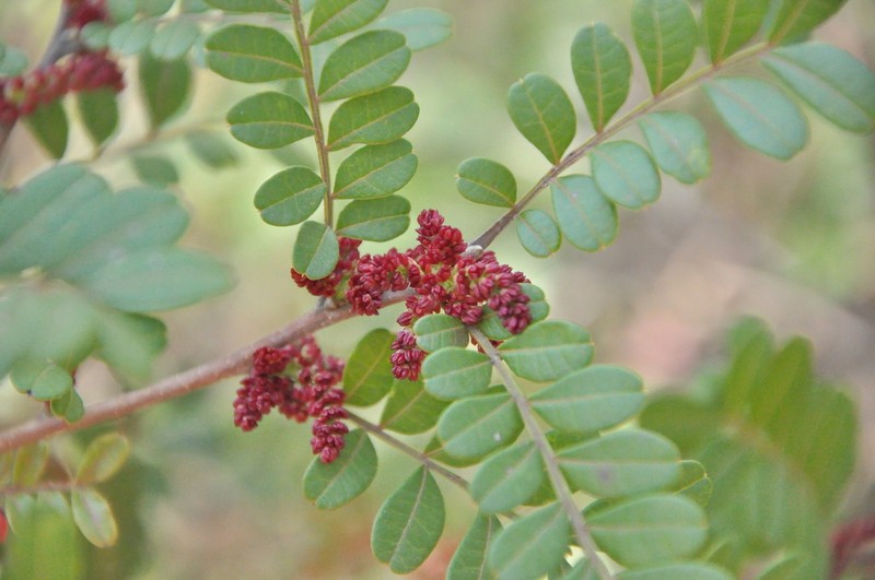 Pistacia weinmanniifolia photo 6