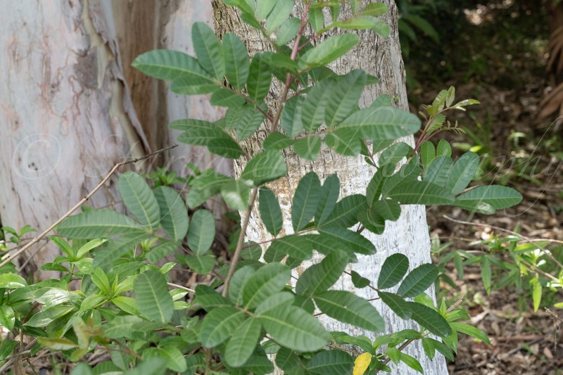 Pistacia weinmanniifolia photo 7