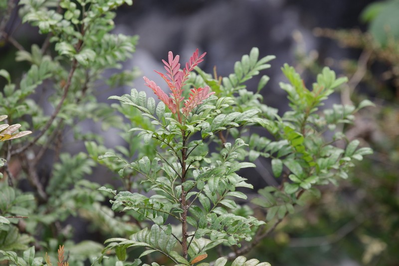 Pistacia weinmanniifolia photo 8
