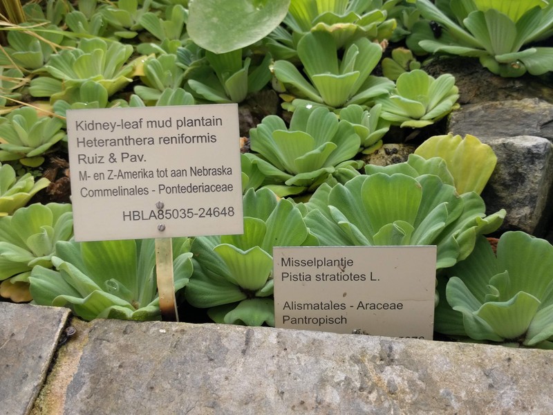 Water Lettuce photo 5