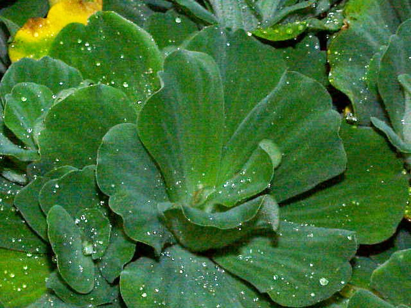 Water Lettuce