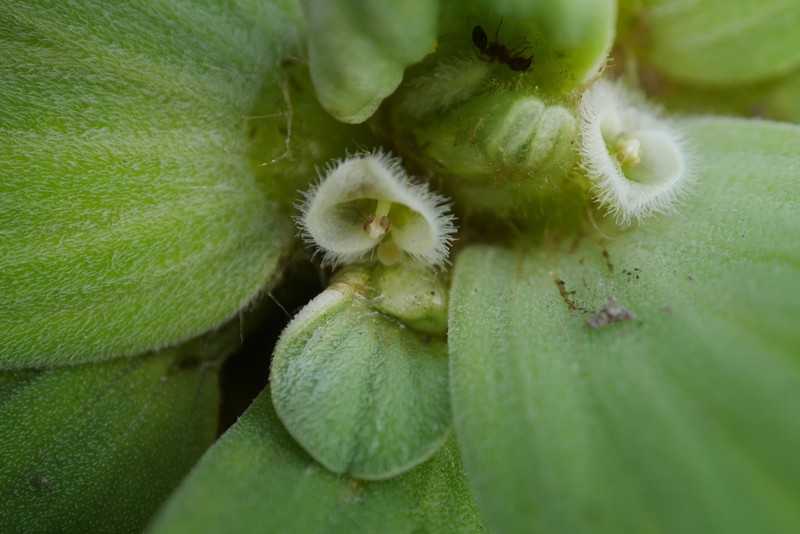 Water Lettuce photo 3