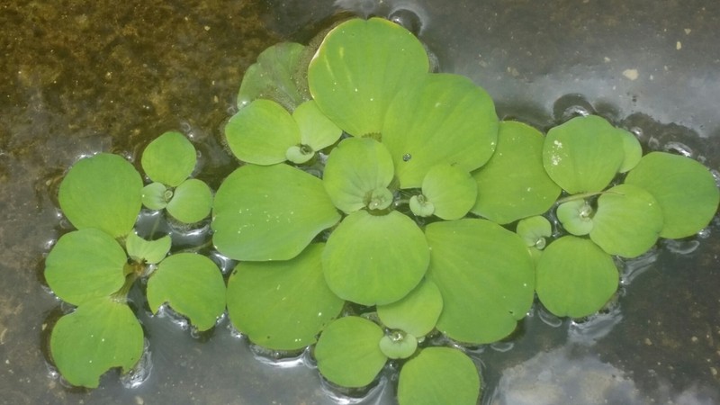 Water Lettuce photo 4