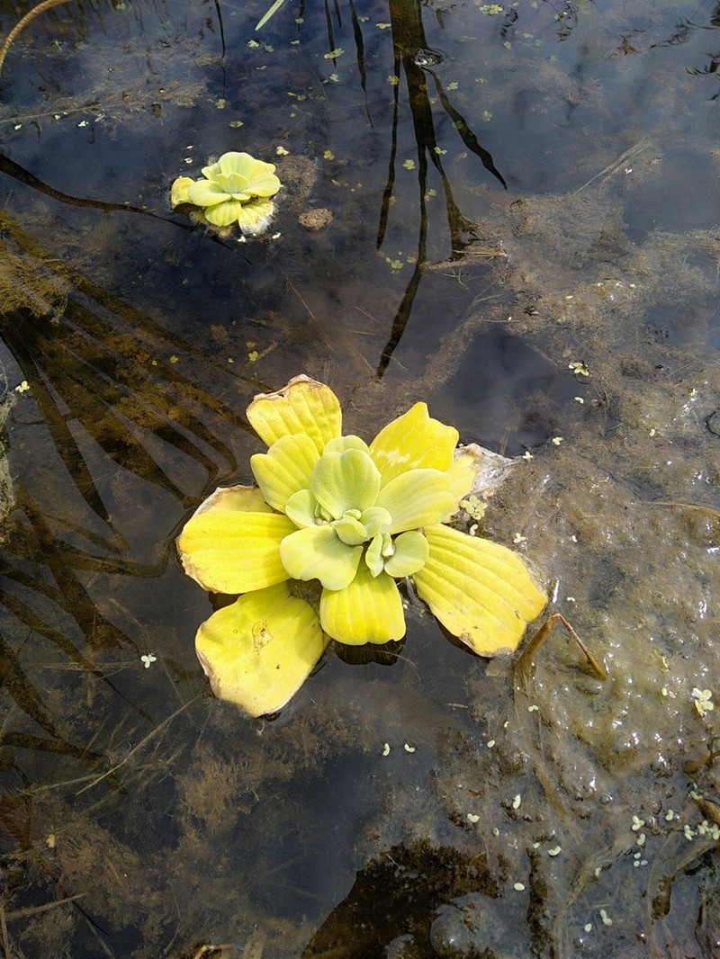 Water Lettuce photo 5