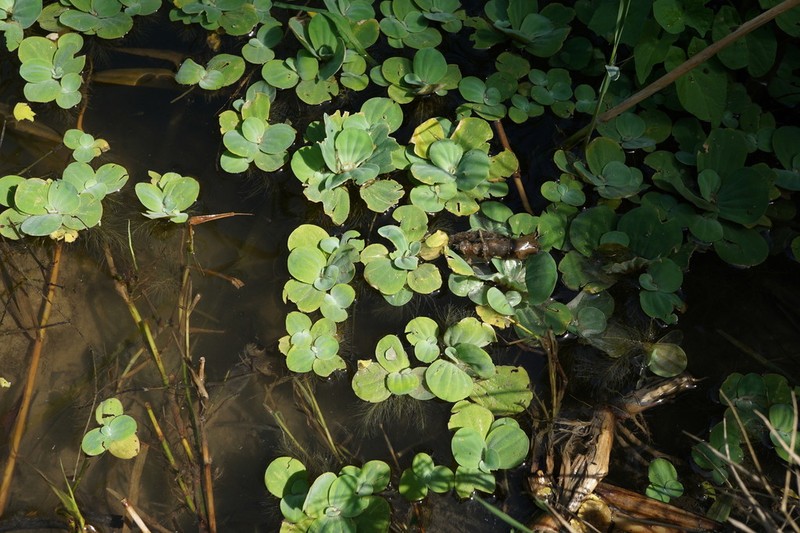 Water Lettuce photo 6