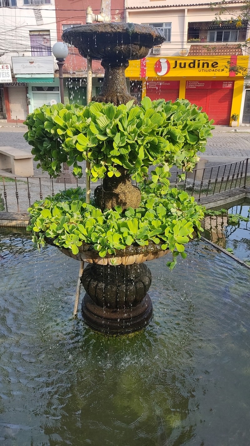 Water Lettuce photo 7