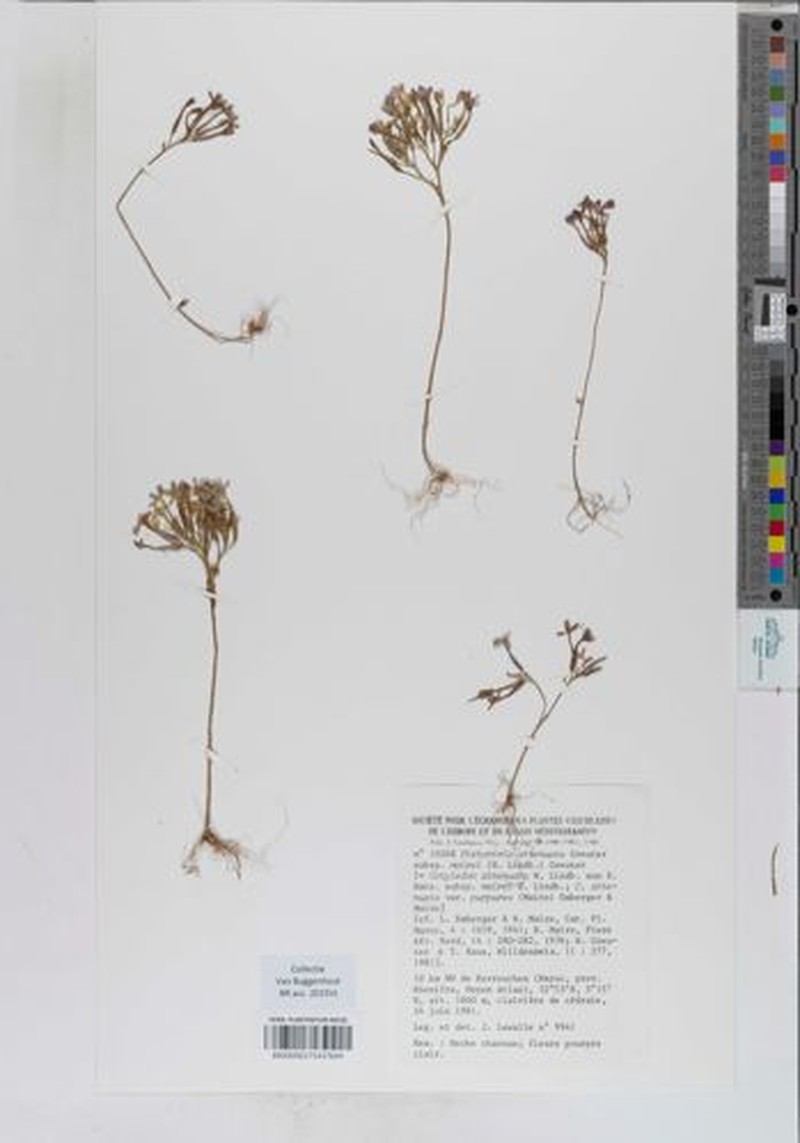 Pistorinia attenuata subsp. attenuata