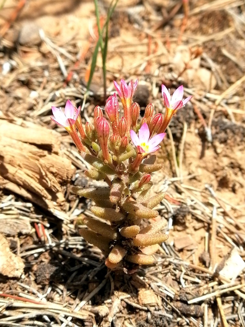 Pistorinia breviflora subsp. breviflora