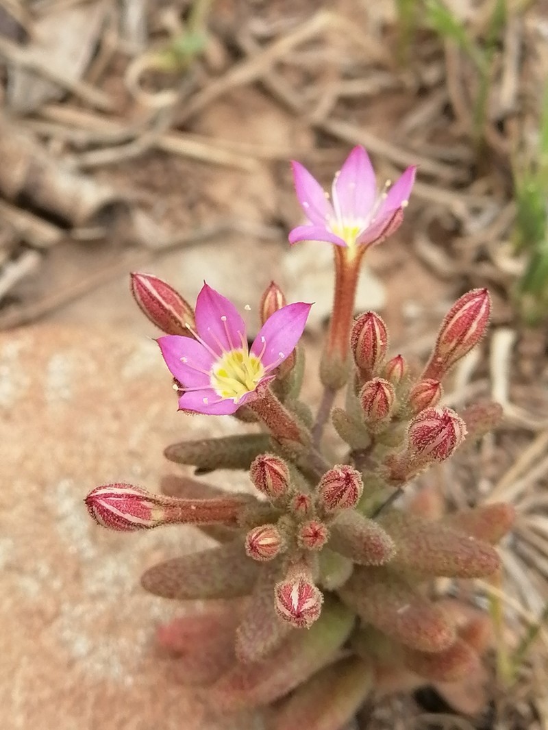 Pistorinia breviflora subsp. breviflora photo 2