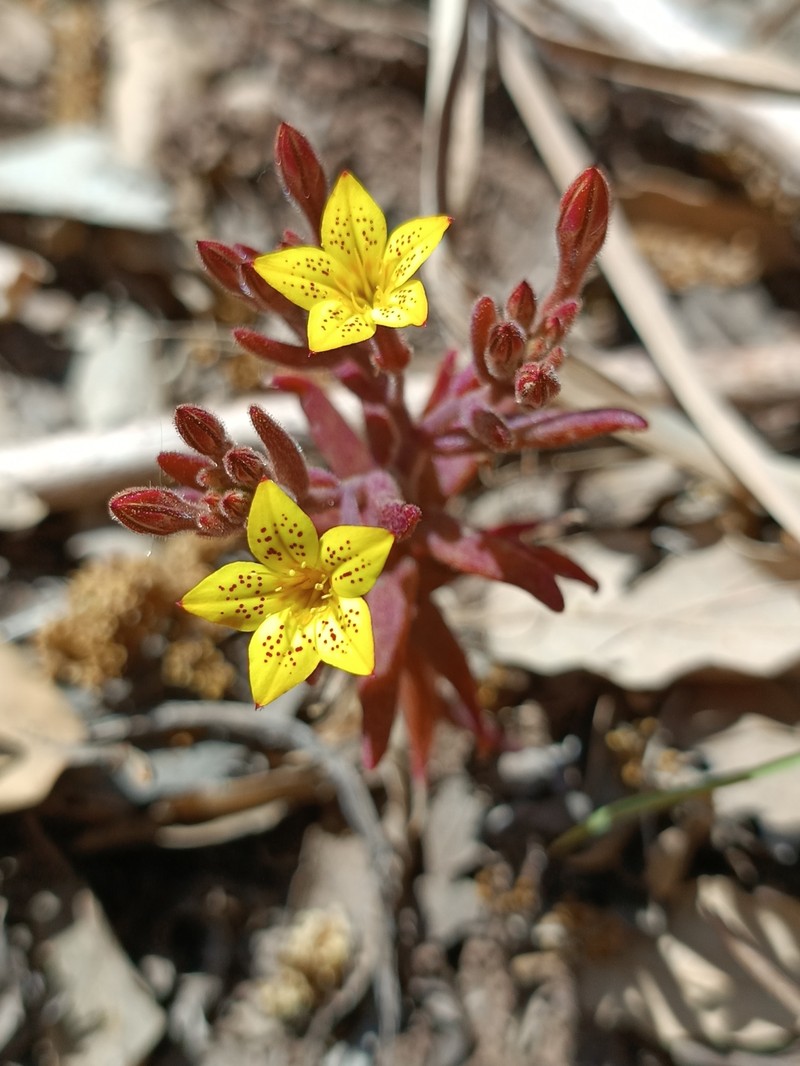 Pistorinia breviflora subsp. breviflora photo 3