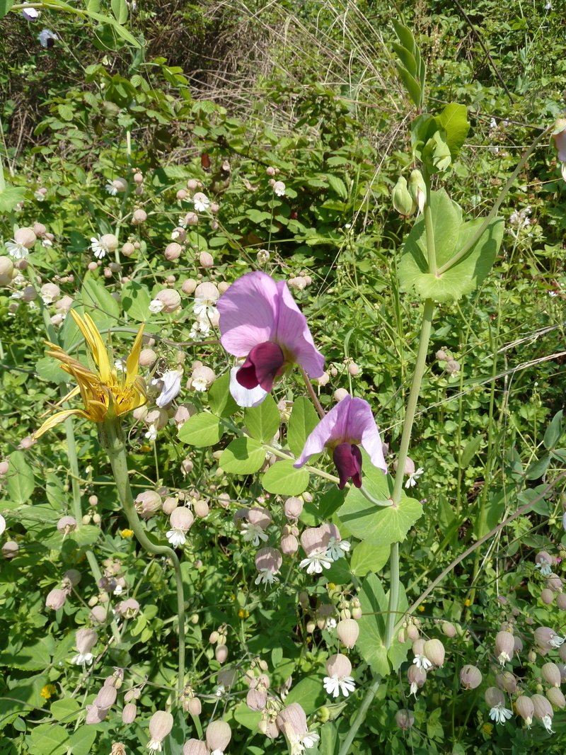 Wild Pea