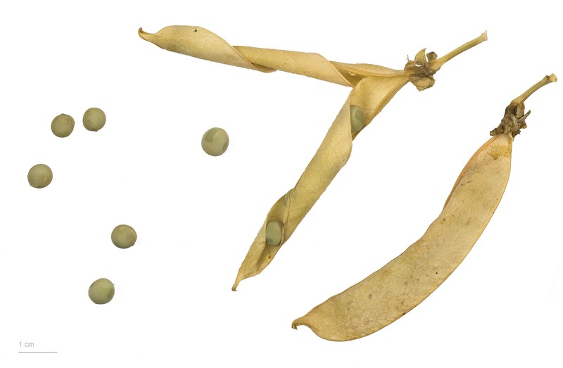 Garden Pea