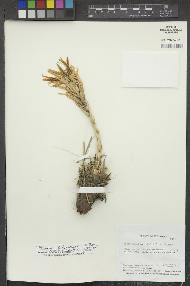 Pitcairnia × daiseyana
