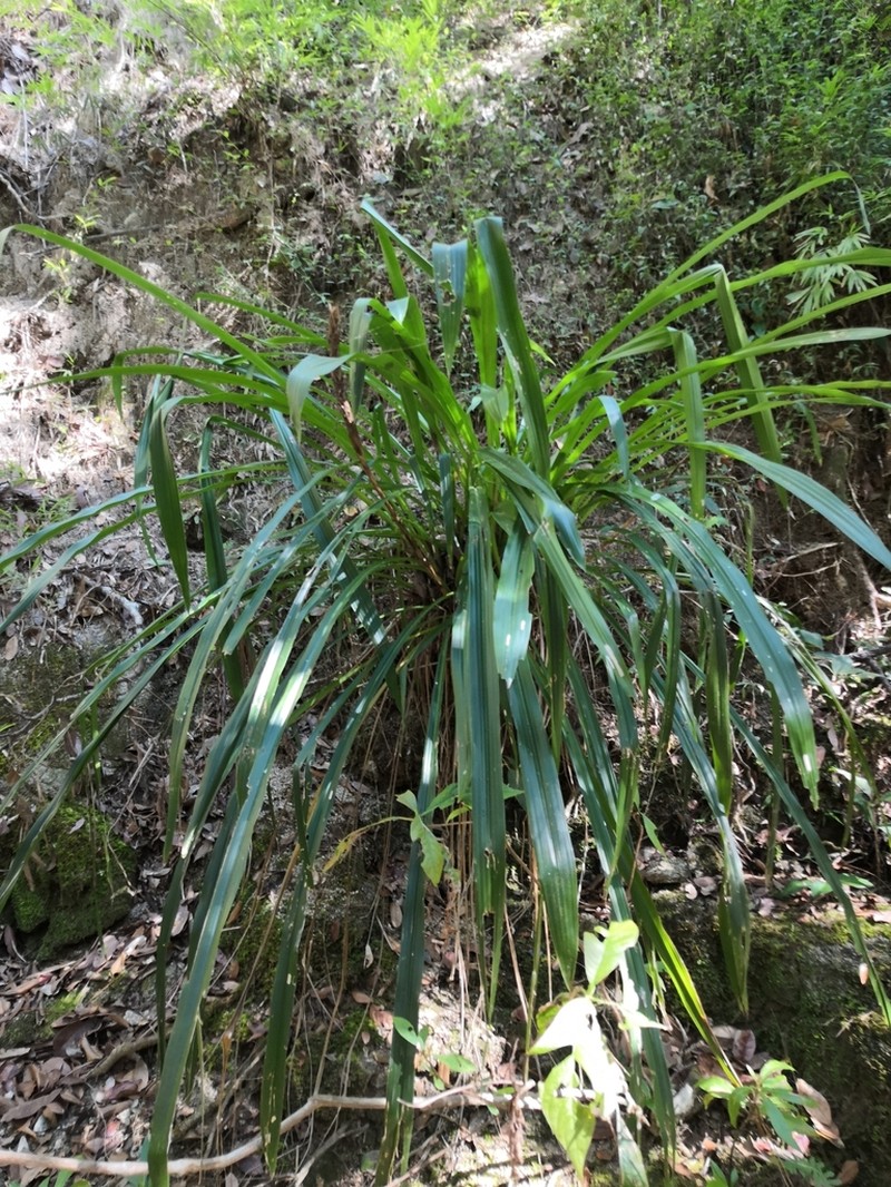 Pitcairnia abscondita
