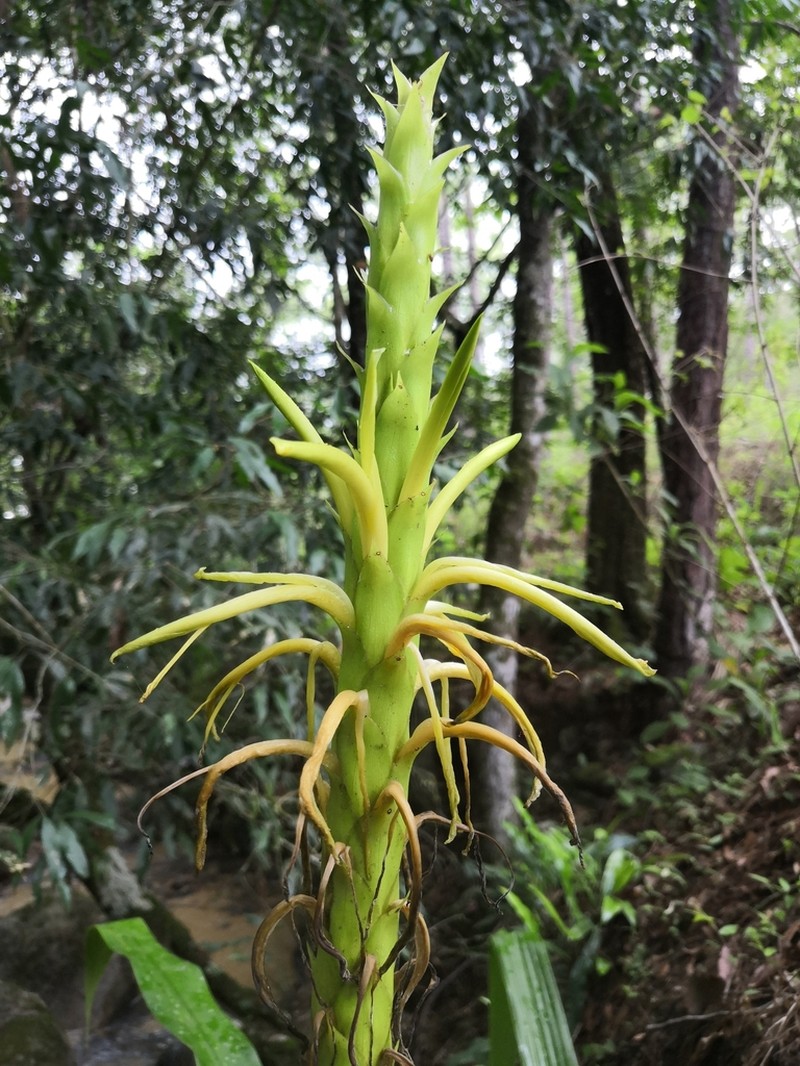Pitcairnia abscondita photo 2