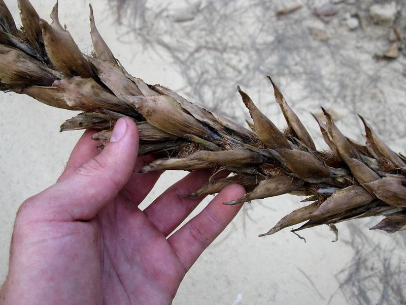 Pitcairnia abscondita photo 3