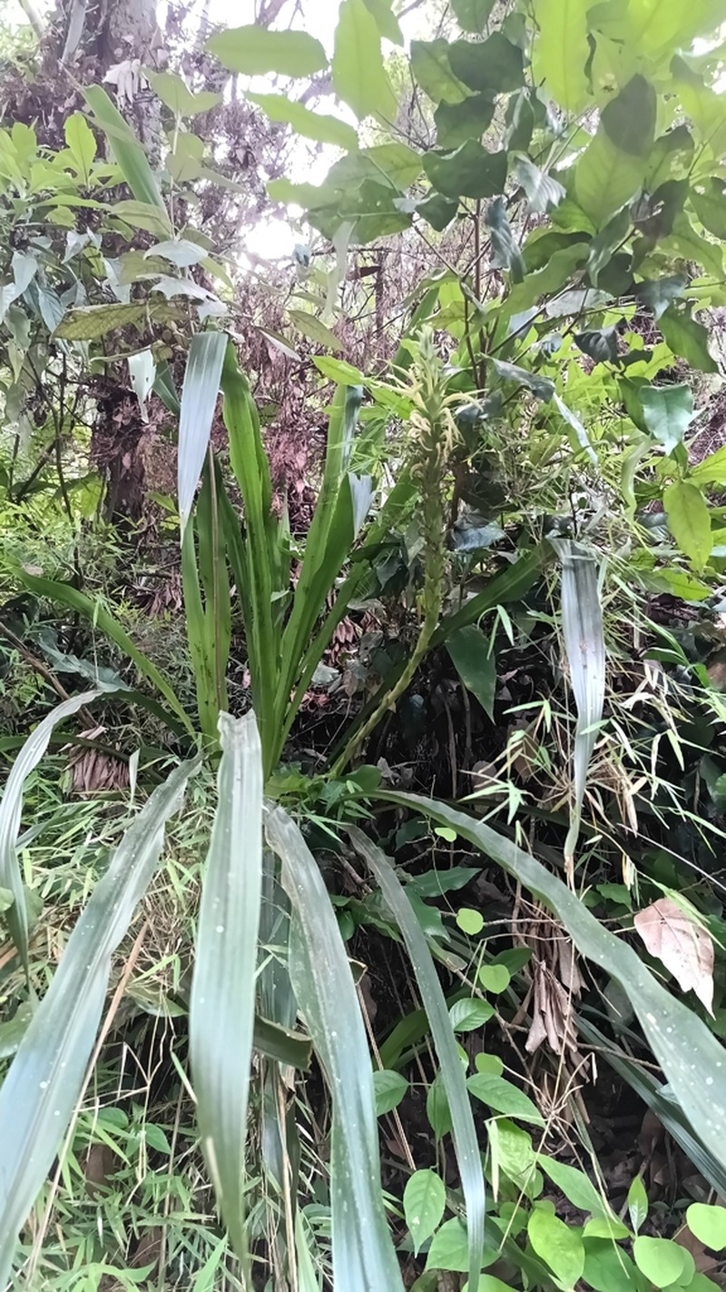 Pitcairnia abscondita photo 4